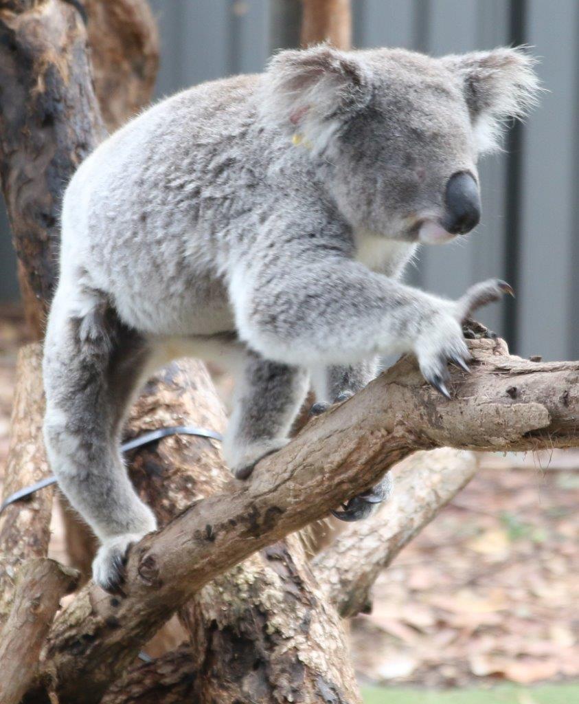 Port Macquarie : hôpital pour koalas et rochers peints