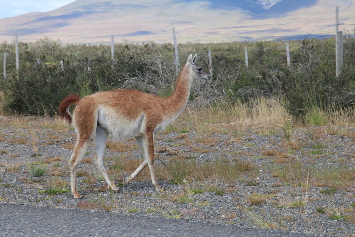 De Quelle Famille Fait Partie Le Lama De Puerto Natales à Torres del Paine – Le Monde des Glücks
